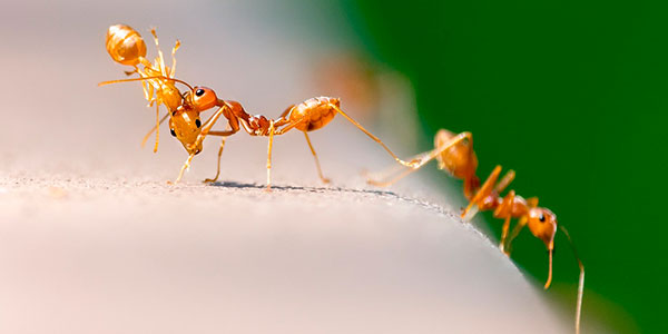 Plaga hormigas ¿Cuándo las hormigas se convierten en plaga?