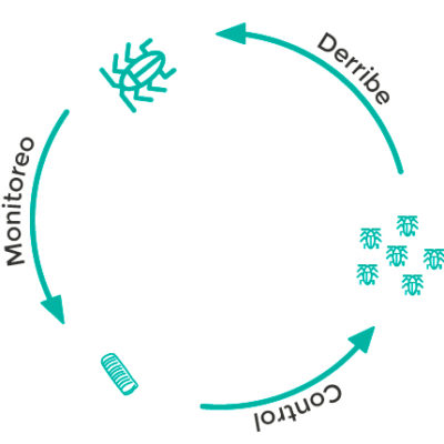 ciclo reproductivo de las cucarachas